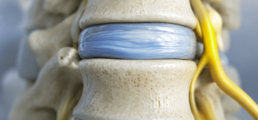 Healthy spinal disc between two vertebrae